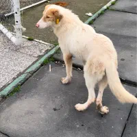 واگذاری سگ نگهبان