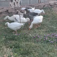 غازشمالی