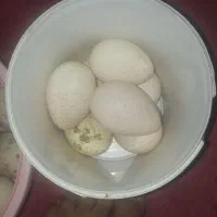 تخم نطفه دارتازه بقلمون انگلیسی