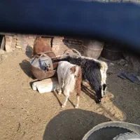 چهار عدد گوسفند