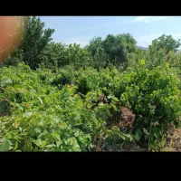 باغ فروشی فوری فوری فوری