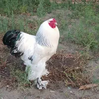 فروش جوجه برهما از یکروزه به بالا و فروش تخم نطفه