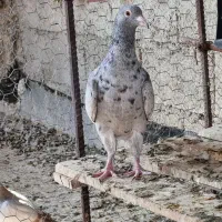 کبوتر گلی ماده جوان|پرنده|وحدتیه, |دیوار