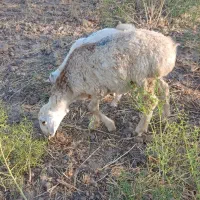 بره و بزغاله سبک