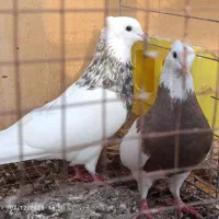 کبوتر طوقی|پرنده|بندر گناوه, |دیوار