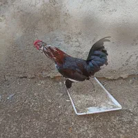 خروس گیلن اصل ابپخش|حیوانات مزرعه|آبپخش, |دیوار