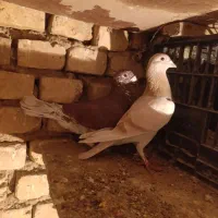 کبوترزاجر