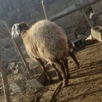 میش هتروو|حیوانات مزرعه|شیروان (خراسان), |دیوار