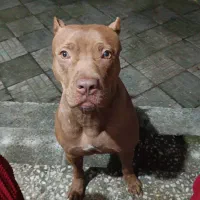 فروش سگ|سگ|چالوس, |دیوار