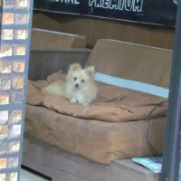 پامرین روباهی پامر