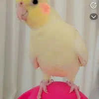 گم شده|حیوانات|کرمانشاه, |دیوار