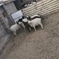 بره شیر|حیوانات مزرعه|سیرجان, |دیوار