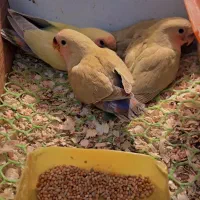 طوطی برزیلی دو ماهه