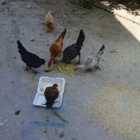 جوجه محلی