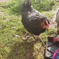 مرغ گلپایگان