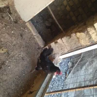 مرغ سیاه بومی