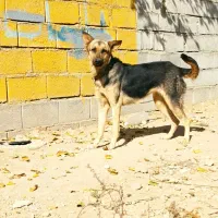 ژرمن ماده نگهبان