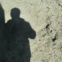 یونجه همدان درجه یک