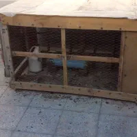 قفس کبوتر وقفل آغل کفتر
