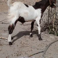 نر‌بز‌بزغاله اصیل