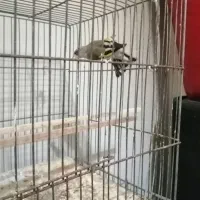 سهره جوجه نر|پرنده|بومهن, |دیوار