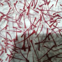 خشک کنی زعفران دکتر بهزاد جهانشیری|خدمات پیشه و مهارت|تربت‌حیدریه, شهید بهشتی|دیوار