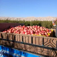 بهترین انار درکوهنانی