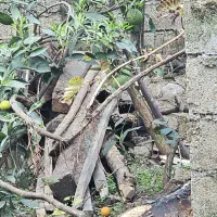 چوب سربندی طویله|مصالح و تجهیزات ساختمان|عباسآباد, |دیوار