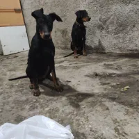 دوبرمن خالص|سگ|شیراز, دروازه قران|دیوار