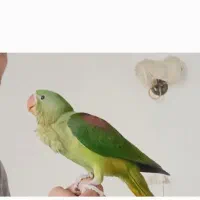 جوجه شاه طوطی رام و دستی