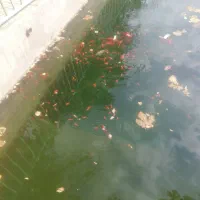 ماهی عید|ماهی|نیشابور, فضل|دیوار