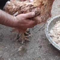 خروس و مرغ برهما یا امپراطور|حیوانات مزرعه|فرح آباد, |دیوار