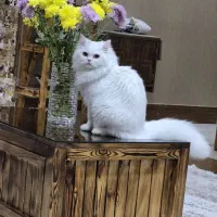 گربه خونگی پرشین صورت عروسکی