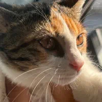 واگذاری رایگان