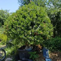 نیاز به کارگر گلخانه