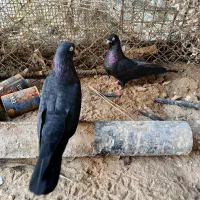 فروش زاغ چشم ونوک بندر لنگه|پرنده|بندرلنگه, |دیوار