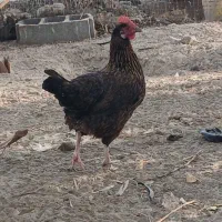 مرغ محلی|حیوانات مزرعه|میناب, |دیوار