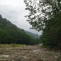 خاک برگ برای رشدگیاهان خانگی
