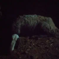 یک راس میش،بره، گوسفند زمین گیر افتاده