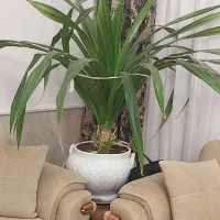 گل و گیاه|گل و گیاه طبیعی|نیشابور, بنیاد شهید|دیوار