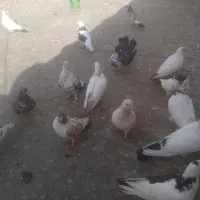 کفتر پرشی