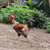 تعدادی مرغ خروس، غاز کاکلی، اردک کاکلی و بوقلمون|حیوانات مزرعه|لنگرود, |دیوار