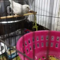 قناری|پرنده|بندر کنگان, |دیوار