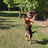 ژرمن|سگ|شوش, |دیوار