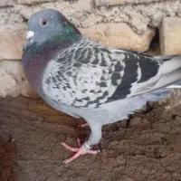 ۹۰۰|پرنده|کلاله, |دیوار