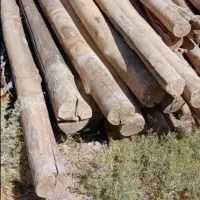 خرید چوب سقفی سپیدار وقطع درخت