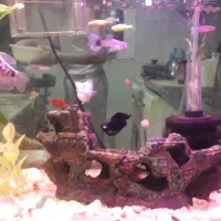 اکواریوم|ماهی|تهران, وحیدیه|دیوار