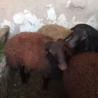 گوسفند گوشتی نر