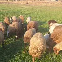 گوسفند بره دار و ابستن|حیوانات مزرعه|کرمانشاه, |دیوار