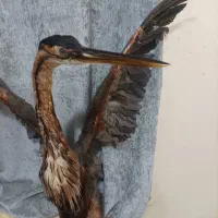 مجسمه|مجسمه، تندیس، ماکت|آبادان, |دیوار